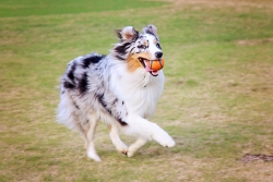 Teach your dog to fetch