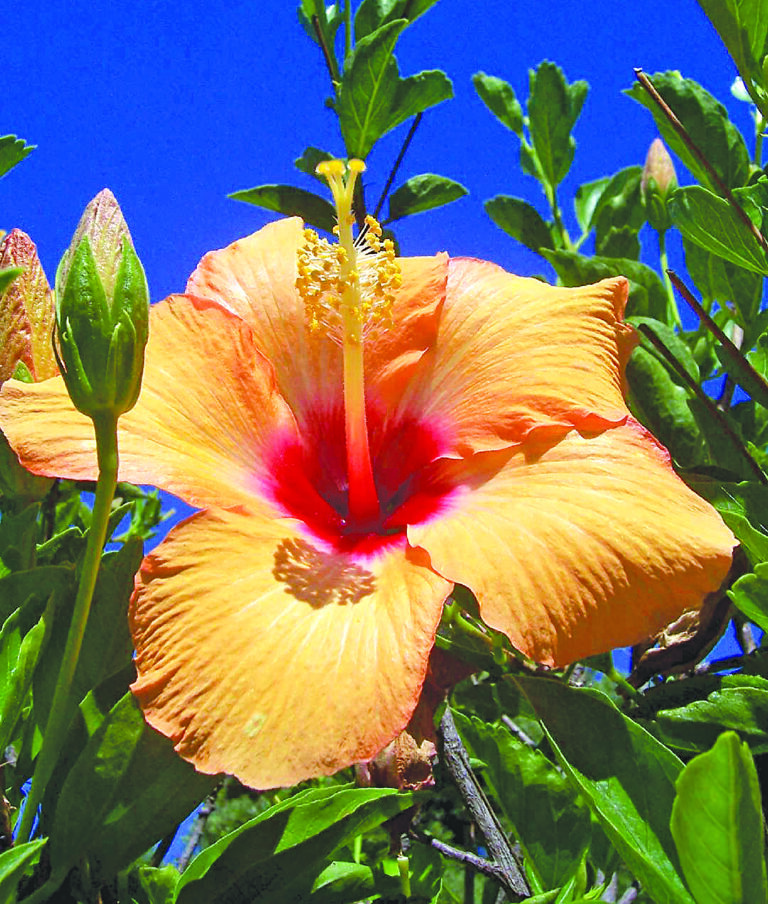 Garden Club celebrating 68th show at Teen Center