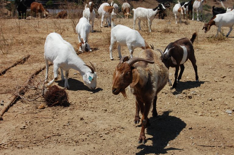 4-legged employees spotted at Holy Cross Cemetery